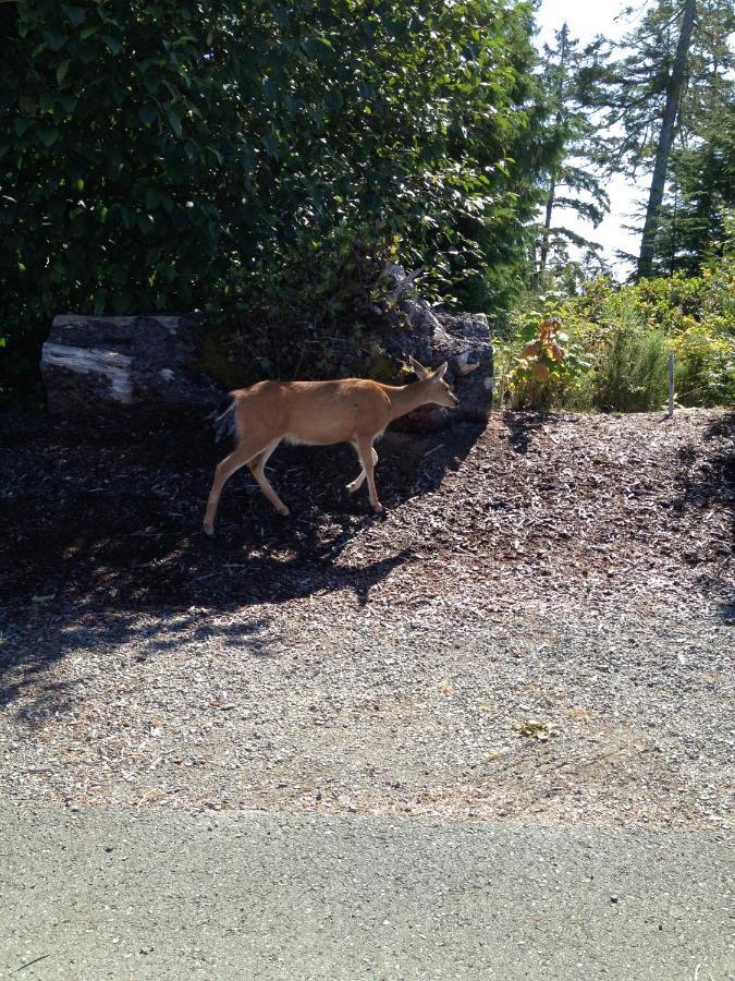 Cygnet Cove Suites Ucluelet Quarto foto